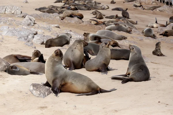 Enorme colônia de foca-de-pele-marrom - leões-marinhos na Namíbia — Fotografia de Stock