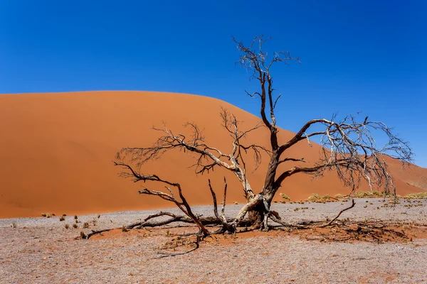 在 sossusvlei 纳米比亚，苏斯 Namibiadune 45 45 沙丘查看从顶部 — 图库照片