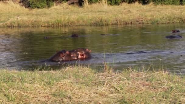 Twee jonge mannelijke nijlpaard, Hippopotamus vechten — Stockvideo