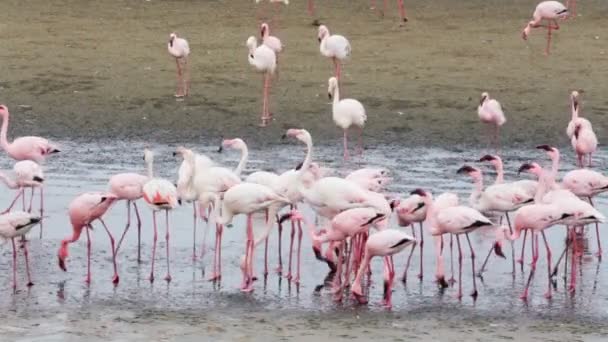 Rosy Flamingo colonie à Walvis Bay Namibie — Video