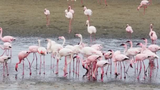 Rosy Flamingo kolónia Walvis Bay Namíbiában — Stock videók