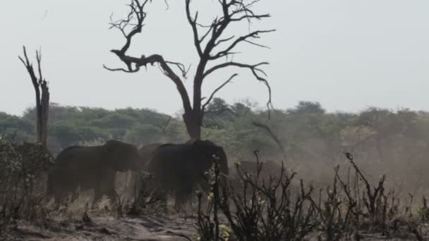 Стадо африканских слонов в африканских кустах — стоковое видео