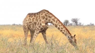 Zürafa zürafa etkin Milli Parkı, otlatma Ombika,: Kunene, Namibia, yaban hayatı true