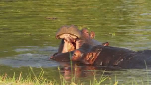 Zwei kämpfende junge männliche Nilpferde — Stockvideo