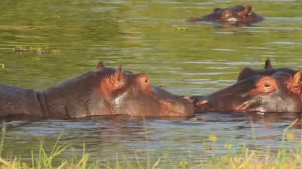 zwei kämpfende junge männliche Nilpferde