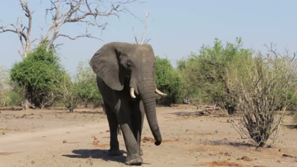 A herd of African elephants in african bush — Stock Video