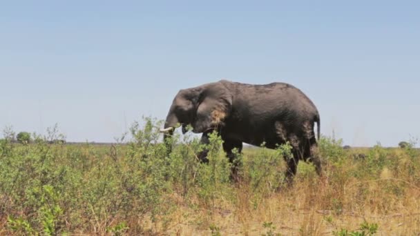 Ένα κοπάδι των αφρικανικών ελεφάντων στην αφρικανική ζούγκλα — Αρχείο Βίντεο