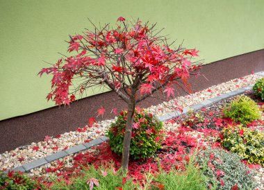 ev bahçe sonbahar renkleri kompozisyon