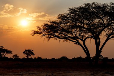 Ağaç önünde Afrika günbatımı