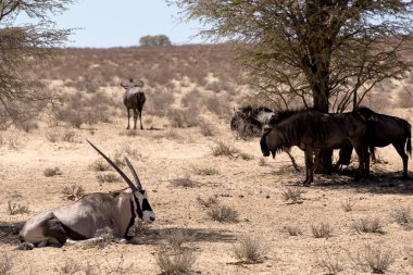 Gemsbok, Oryx gazella ve Gnu Afrika Bush