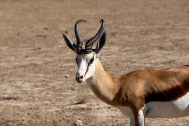 Springbok Antidorcas marsupialis portresi