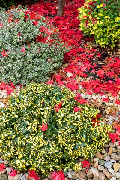 autumn colors composition in home garden