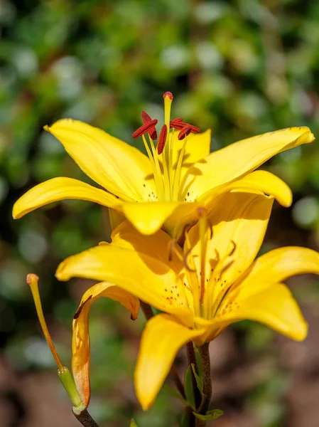 Detail of flowering yellow lily — Stock Photo, Image