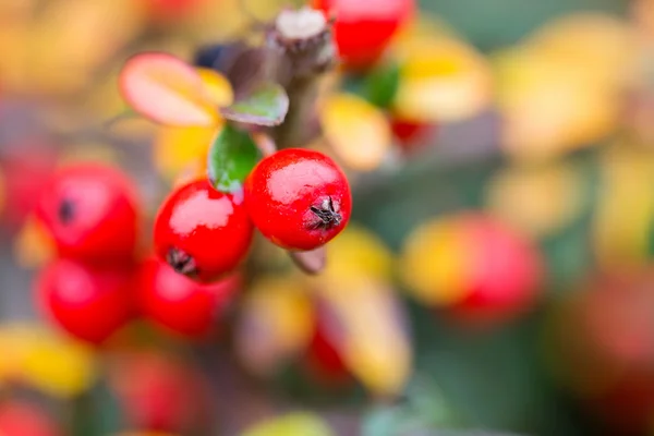 Höstens bakgrunden med röd gaultheria — Stockfoto