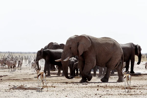 Manada de elefantes africanos bebiendo en un pozo de agua fangoso — Foto de Stock