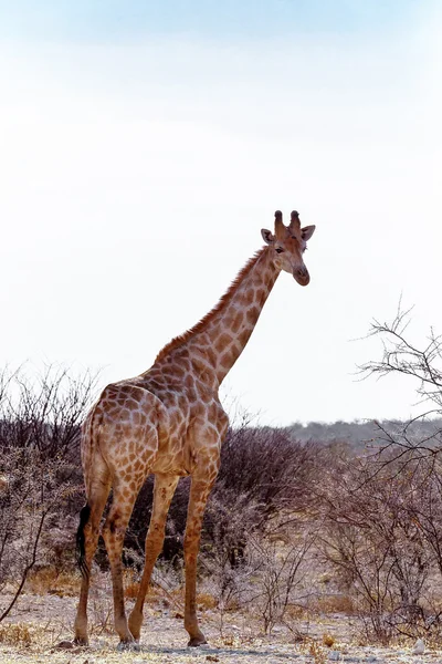 Giraffa camelopardalis vicino all'acqua — Foto Stock