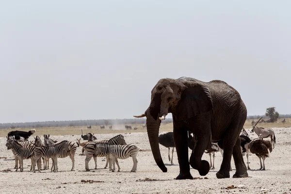 Állati trafic a sáros például víznyelő az Etosha — Stock Fotó