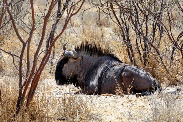 Dziki GNU Gnu — Zdjęcie stockowe