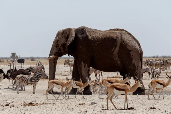 Trânsito de animais no buraco de água lamacento em Etosha — Fotografia de Stock