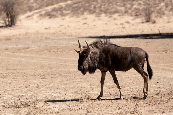 Дикі гну Gnu — стокове фото