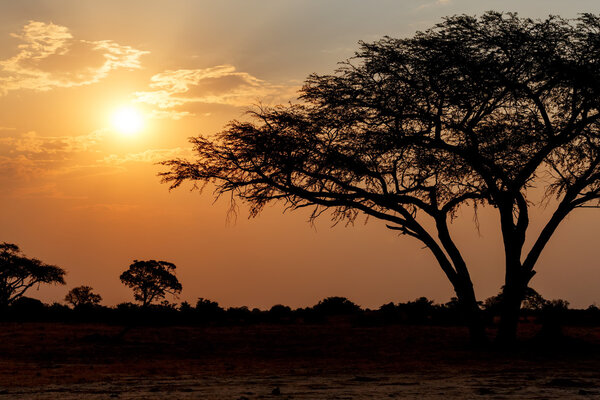 African sunset with tree in front, Hwange national park, Matabeleland, North Zimbabwe