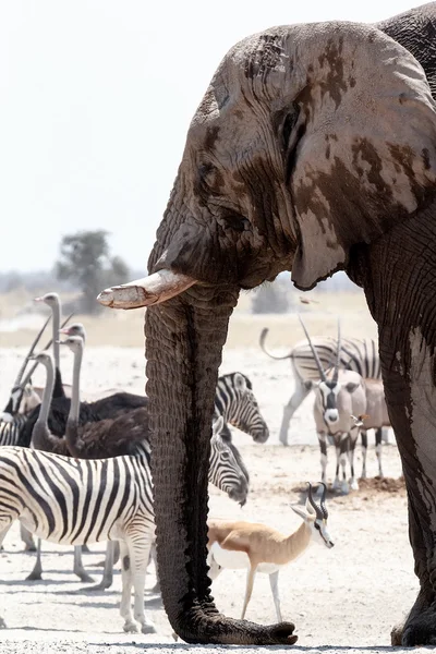 다른 동물 들과 함께 진흙 흠뻑 빠지거나에서 마시는 아프리카 코끼리 — 스톡 사진