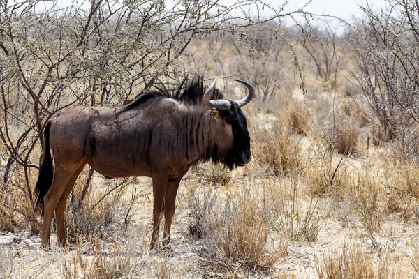 Дикі гну Gnu — стокове фото