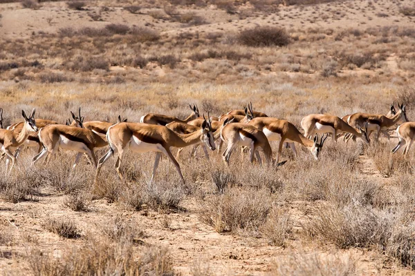 Springbok sürüsü — Stok fotoğraf