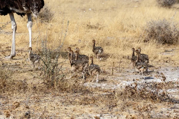Famille des autruches avec poulets, Struthio camelus, en Namibie — Photo