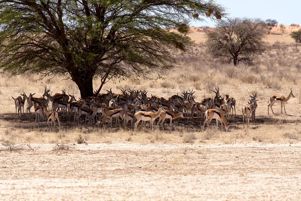 Troupeau de springbok caché sous un grand acacia — Photo