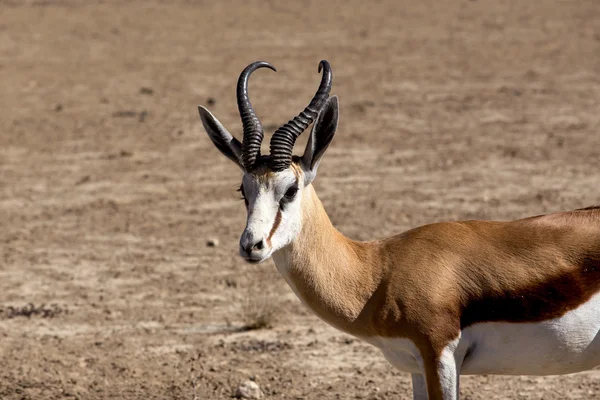 Springbok Antidorcas marsupialis portresi — Stok fotoğraf