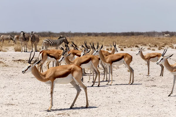 Springbok etkin olarak sürüsü — Stok fotoğraf