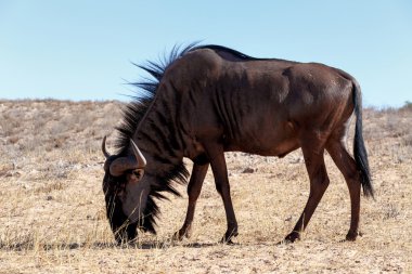 vahşi (Connochaetes taurinus) mavi Wildebeest Gnu otlatma