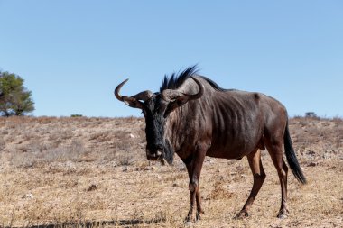 vahşi (Connochaetes taurinus) mavi Wildebeest Gnu
