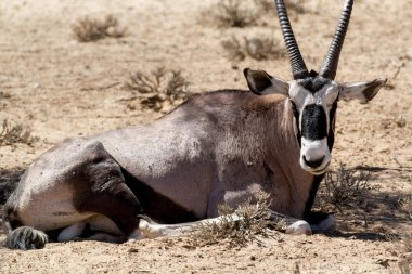 Gemsbok, Oryx gazella portresi