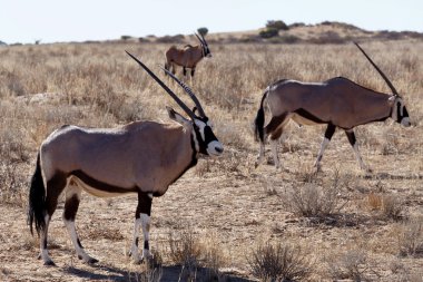 Gemsbok, Oryx gazella