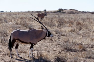 Gemsbok, Oryx gazella