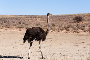 Devekuşu Struthio camelus, Kgalagadi, Güney Afrika
