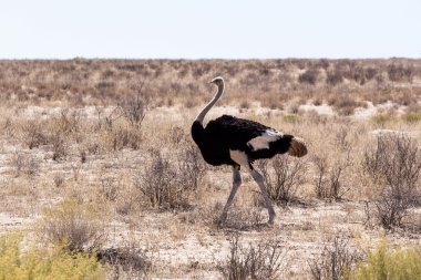 Devekuşu Struthio camelus, Kgalagadi, Güney Afrika
