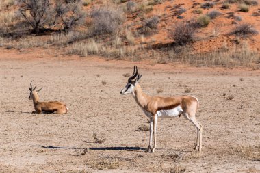 Springbok Antidorcas marsupialis kgalagadi, Güney Afrika