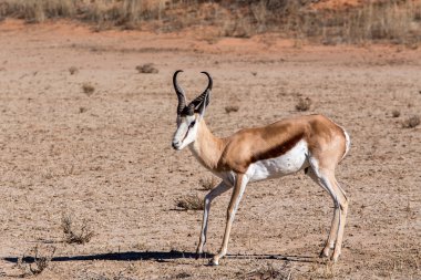 Springbok Antidorcas marsupialis kgalagadi, Güney Afrika