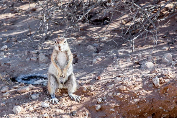 남아프리카 땅 다람쥐 Xerus inauris — 스톡 사진