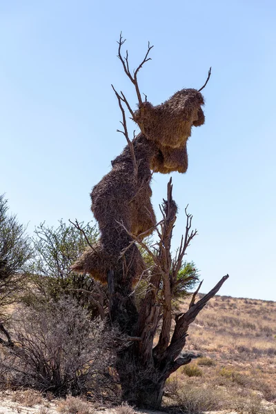 Afrikanische maskierte Weber großes Nest auf Baum — Stockfoto