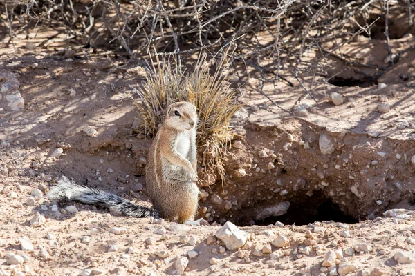 South African ground squirrel Xerus inauris — Stock Photo, Image