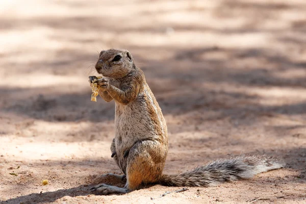 South African ground squirrel Xerus inauris — Stock Photo, Image