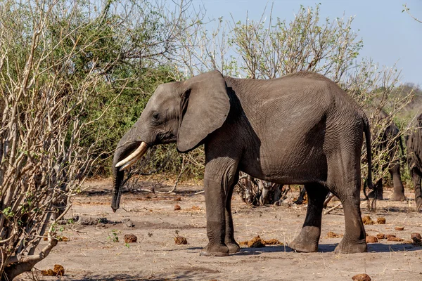 Elefante Africano no Parque Nacional Chobe — Fotografia de Stock