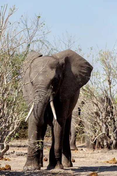 Elefante Africano no Parque Nacional Chobe — Fotografia de Stock