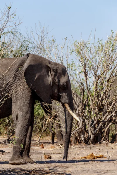 Elefante Africano no Parque Nacional Chobe — Fotografia de Stock