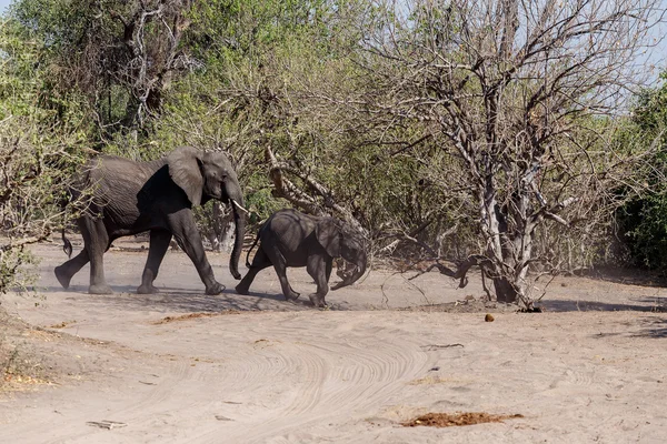 Chobe Ulusal Parkı 'nda Afrika Fili — Stok fotoğraf