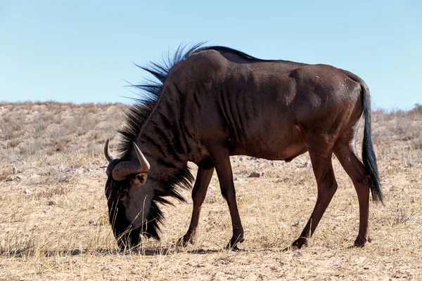 Selvagem (Connochaetes taurinus) Blue Wildebeest Gnu pastando — Fotografia de Stock